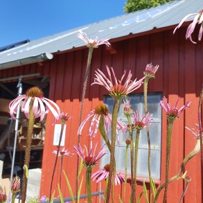 Echinacea simulata. <br/>Purpursolhat