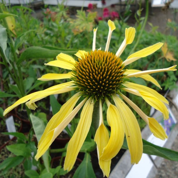 Echinacea purpurea 'Sunrise'. <br/>Purpursolhat