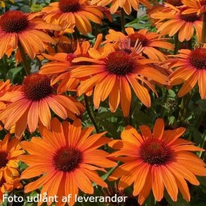 Echinacea SUNSEEKERS CLEMENTINE 'lfecsscle'. <br/>Purpursolhat