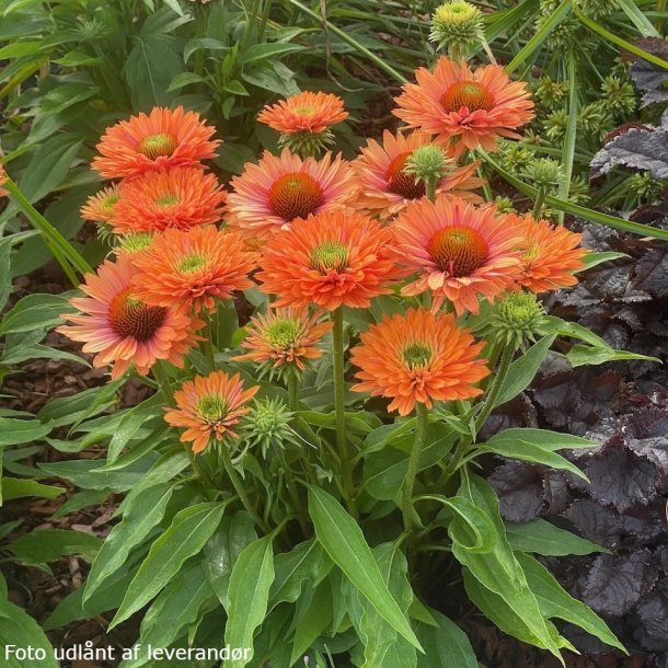 Echinacea SUNSEEKERS PUMPKIN PIE. <br/>Purpursolhat