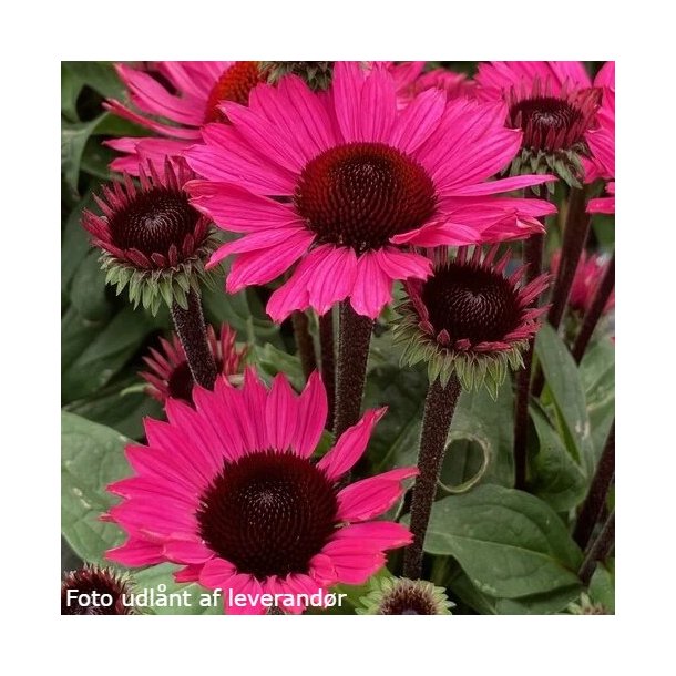 Echinacea SUNSEEKERS PURPLE TOWERS. <br/>Purpursolhat