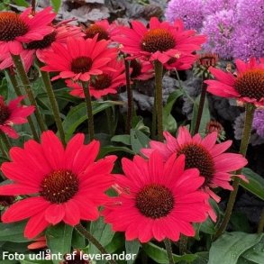 Echinacea SUNSEEKERS SCARLET. <br/>Purpursolhat