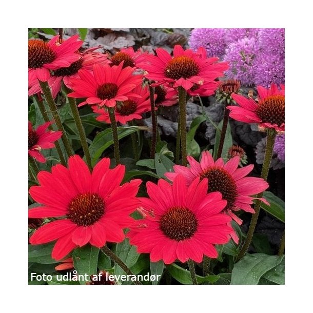 Echinacea SUNSEEKERS SCARLET. <br/>Purpursolhat