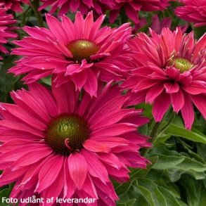 Echinacea SUNSEEKERS SWEET FUCHSIA 'lfecsswfu'. <br/>Purpursolhat