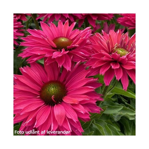 Echinacea SUNSEEKERS SWEET FUCHSIA 'lfecsswfu'. <br/>Purpursolhat