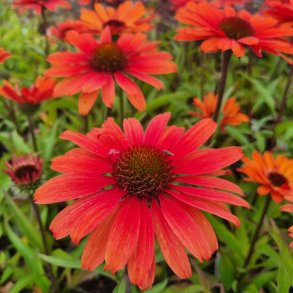 Echinacea SUNSEEKERS ORANGE. <br/>Purpursolhat
