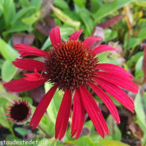 Echinacea SUNSEEKERS RED. <br/>Purpursolhat