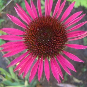 Echinacea 'Vintage Wine'. <br/>Purpursolhat