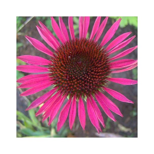 Echinacea 'Vintage Wine'. <br/>Purpursolhat