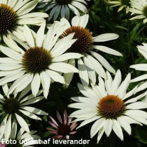 Echinacea purpurea 'JS White Prairie'. <br/>Purpursolhat