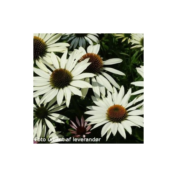 Echinacea purpurea 'JS White Prairie'. <br/>Purpursolhat