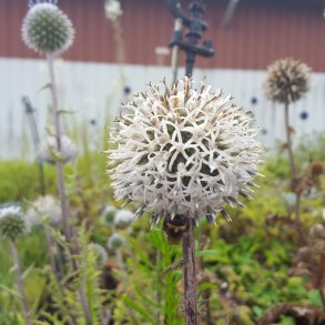 Echinops sphaerocephalus. <br/>Tidselkugle