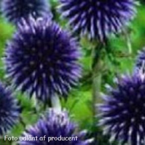 Echinops bannaticus 'Blue Globe'. <br/>Tidselkugle