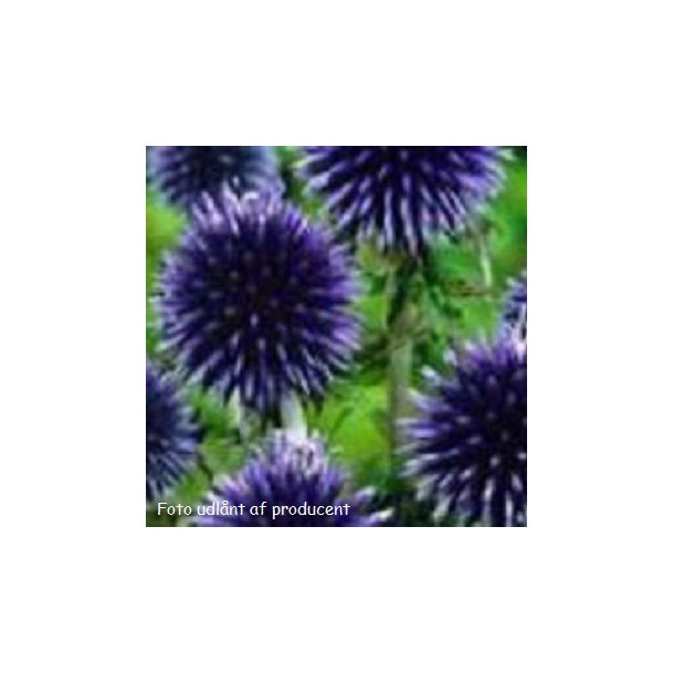 Echinops bannaticus 'Blue Globe'. <br/>Tidselkugle