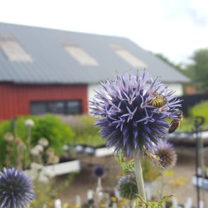 Echinops bannaticus 'Blue Glow'. <br/>Tidselkugle