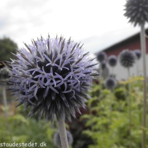 Echinops bannaticus 'Taplow Blue'. <br/>Tidselkugle
