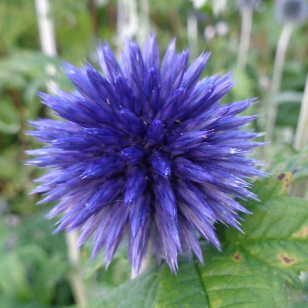 Echinops ritro 'Veitch's Blue'. <br/>Tidselkugle