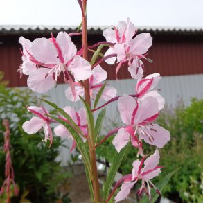 Epilobium angustifolium 'Stahl Rose'. <br/>Gederams