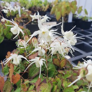 Epimedium 'Creeping Yellow'. <br/>Bispehue