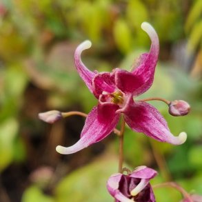 Epimedium 'Domino'. <br/>Bispehue