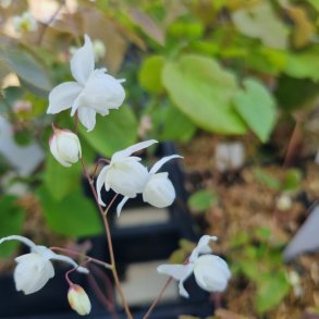 Epimedium x youngianum 'Niveum'.  <br/>Bispehue