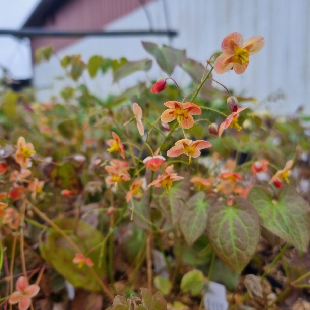 Epimedium x warleyense 'Orangeknigin'. <br/>Bispehue