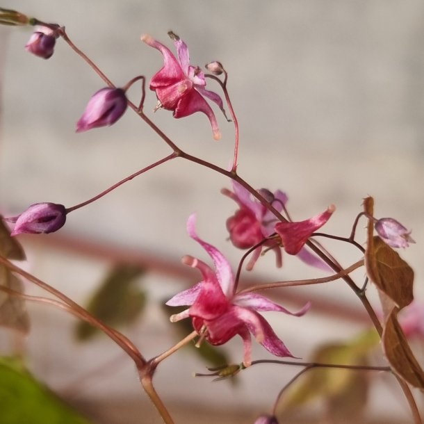 Epimedium 'Pink Elf'. <br/>Bispehue