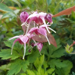 Epimedium 'Pretty in Pink'. <br/>Bispehue