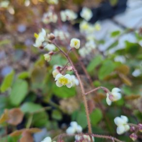 Epimedium pubigerum. <br/>Bispehue