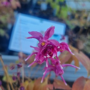 Epimedium grandiflorum 'Red Beauty'. <br/>Bispehue