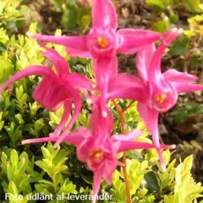 Epimedium grandiflorum 'Red Beauty'. <br/>Bispehue