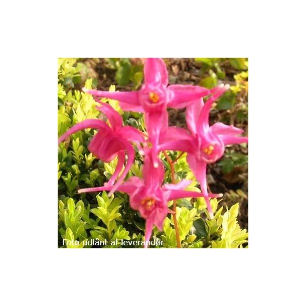 Epimedium grandiflorum 'Red Beauty'. <br/>Bispehue