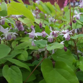 Epimedium x youngianum 'Roseum'. <br/>Bispehue