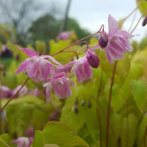 Epimedium 'Sasaki'. <br/>Bispehue