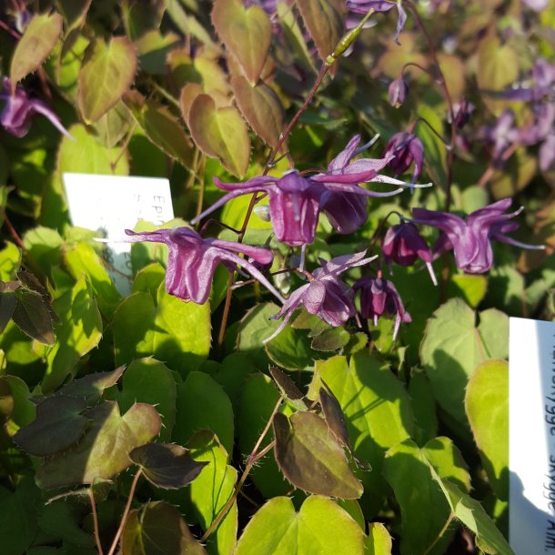 Epimedium 'Shiho'. <br/>Bispehue
