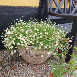 Erigeron karvinskianus. <br/>Mexikansk bakkestjerne.