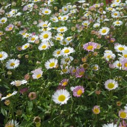 Erigeron karvinskianus. <br/>Mexikansk bakkestjerne.