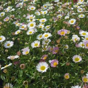 Erigeron karvinskianus. <br/>Mexikansk bakkestjerne.