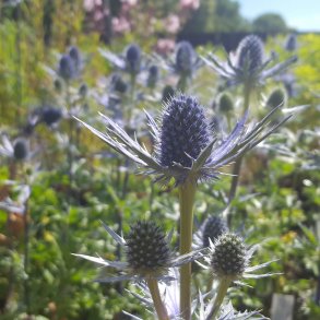 Eryngium x olivierianum BIG BLUE ('Myersblue'). <br/>Mandstro