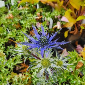 Eryngium bourgatii 'Lapis Blue'. <br/>Mandstro