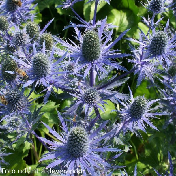 Eryngium zabelii (x) 'Magical Blue Lagoon'. <br/>Mandstro