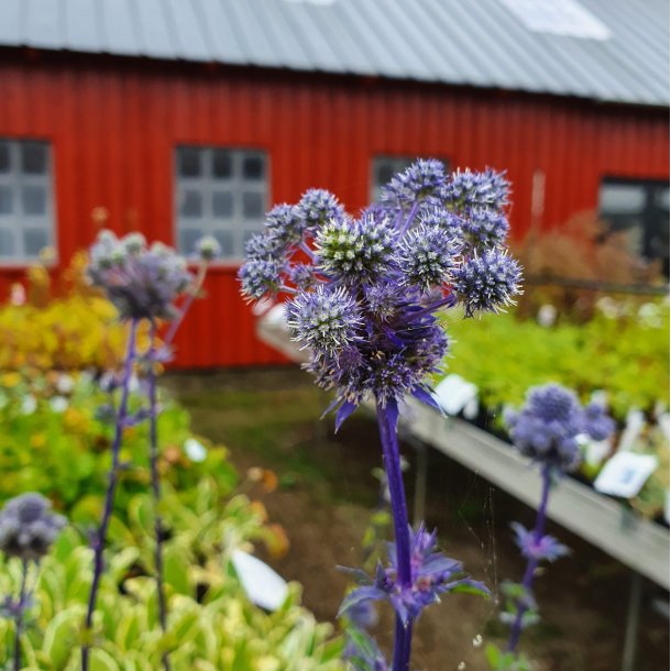 Eryngium planum 'Magical Purple Falls'. Russisk mandstro Stauder E