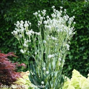 Eryngium yuccifolium 'Magical Silver Globe'. <br/>Yuccabladet mandstro