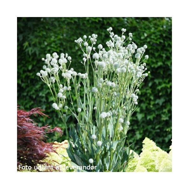 Eryngium yuccifolium 'Magical Silver Globe'. <br/>Yuccabladet mandstro