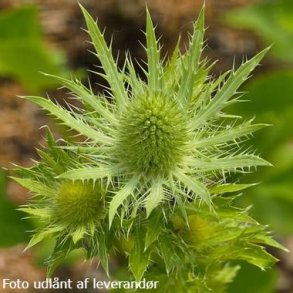 Eryngium MAGICAL WHITE LAGOON 'Kolmwhila'. <br/>Mandstro