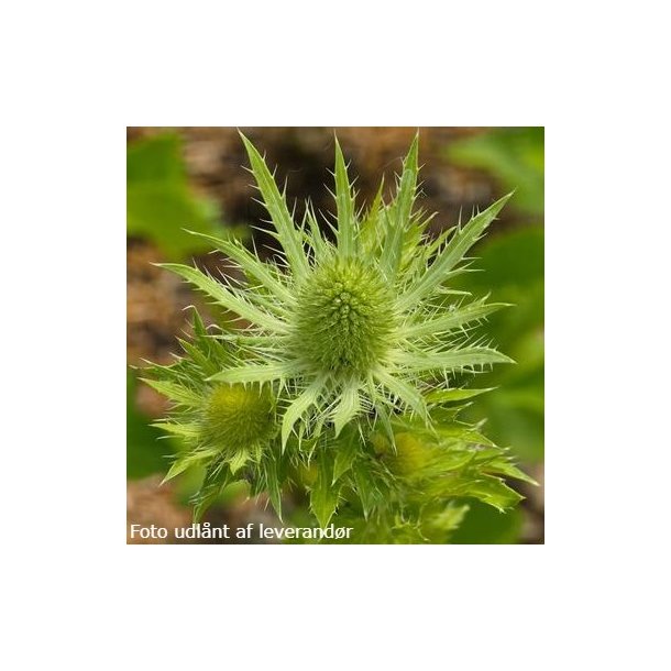 Eryngium MAGICAL WHITE LAGOON 'Kolmwhila'. <br/>Mandstro