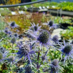 Eryngium x zabelii 'Pen Blue'. <br/>Mandstro