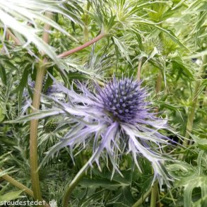 Eryngium x zabelii 'Pen Blue'. <br/>Mandstro