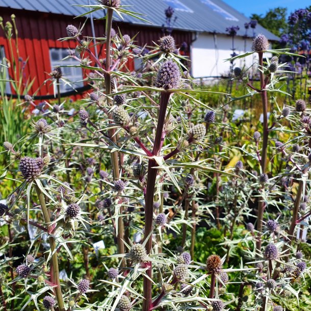 Eryngium variifolium. <br/>Mandstro
