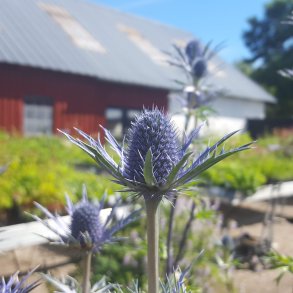 Eryngium x olivierianum 'Violetta'. <br/>Mandstro